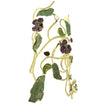 Hibiscus Bracelet